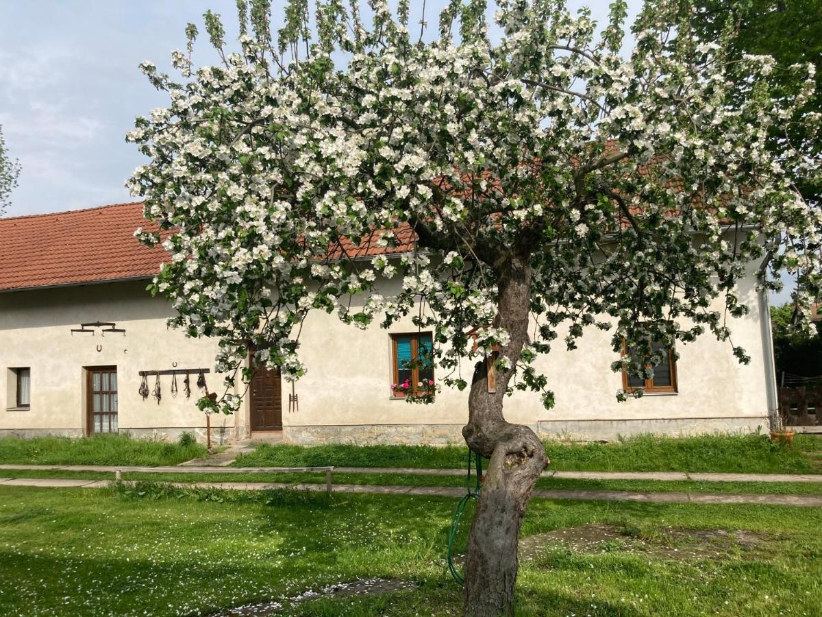 Prijemny Apartman Se Zahradou Ostresany Εξωτερικό φωτογραφία
